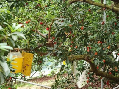 配資代理：浙江楊梅即將大規(guī)模上市